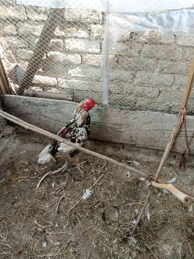 margha
