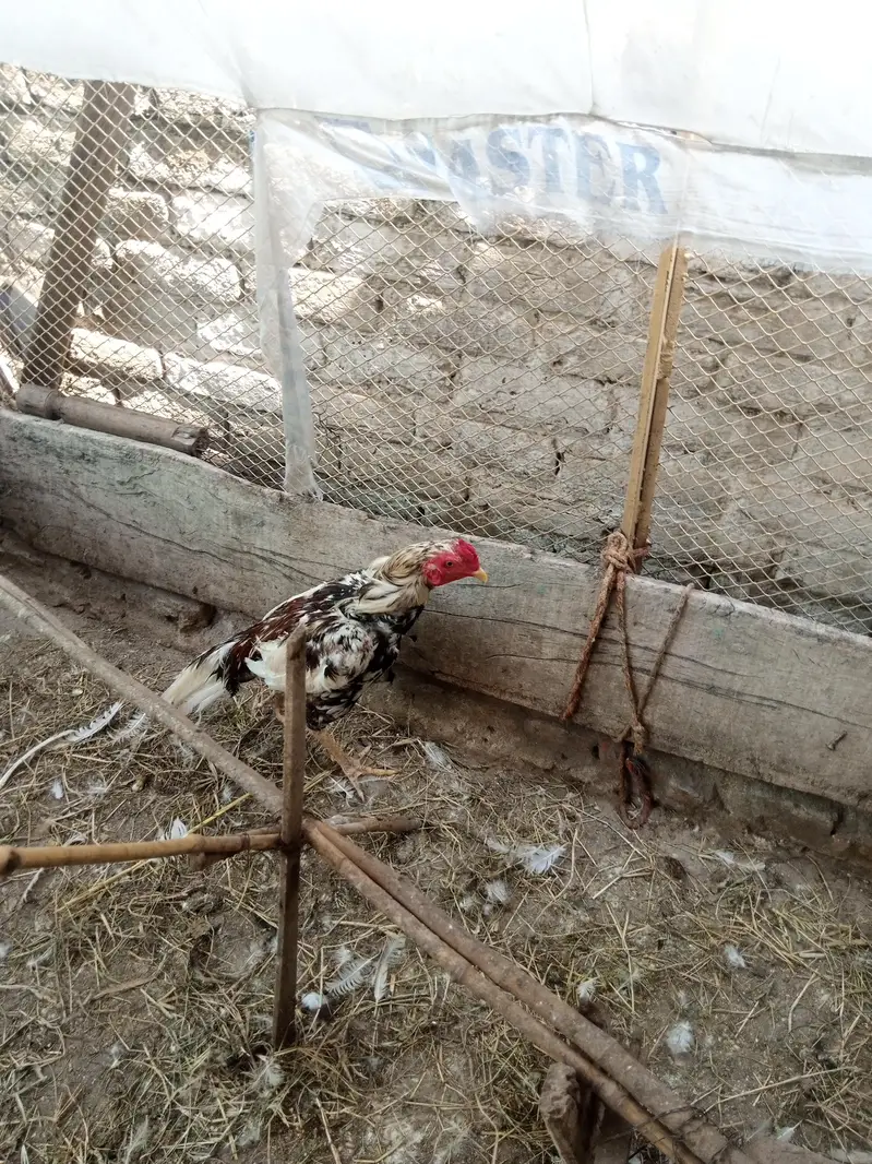 margha — photo 2