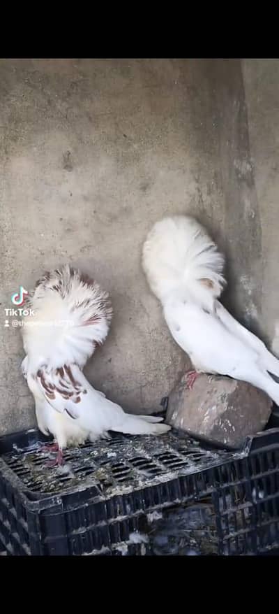 Top quality Jacobin Breeder pair