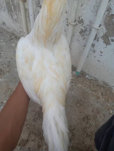 Heera pair for sale