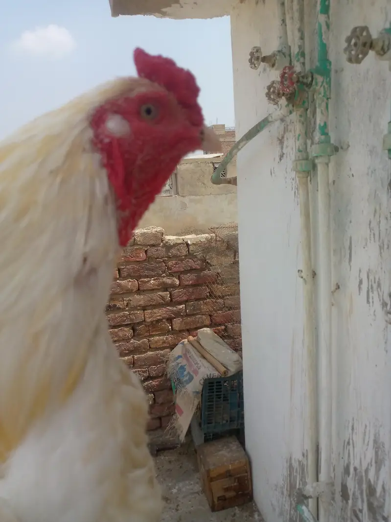 Heera pair for sale — photo 2