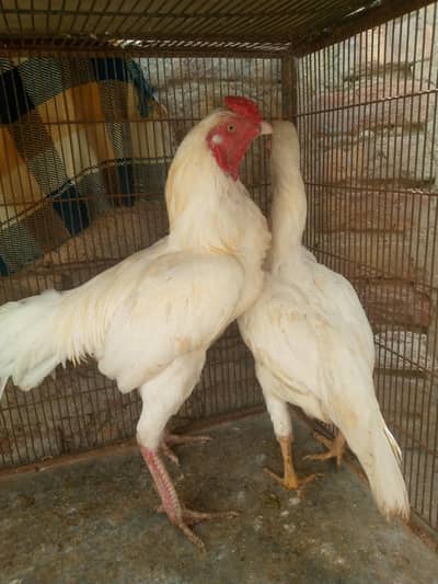 Heera Aseel  for sale