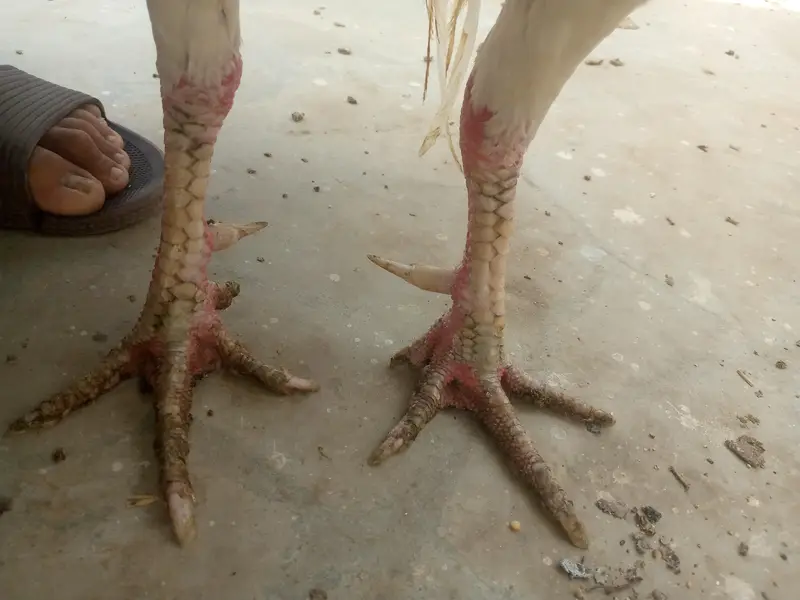 Heera pair for sale — photo 4