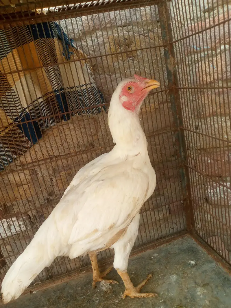 Heera pair for sale — photo 5
