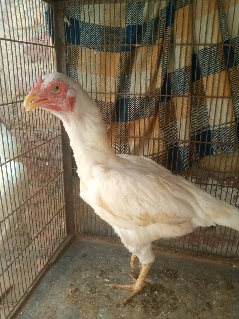 Heera pair for sale — photo 6