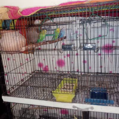 cockatiel and austrilian breeder pairs