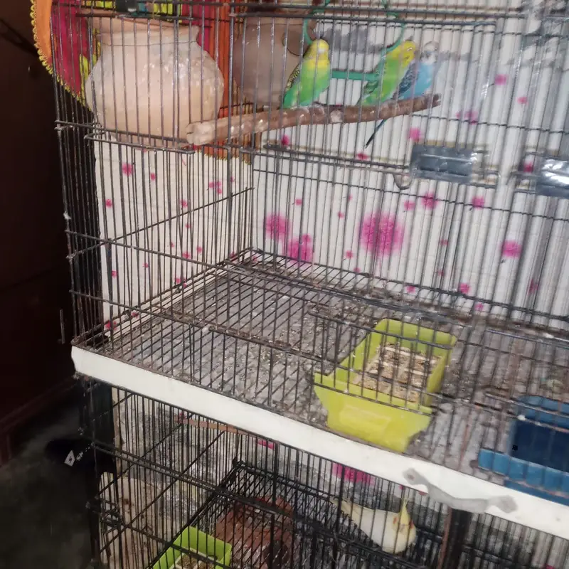 cockatiel and austrilian breeder pairs — photo 2