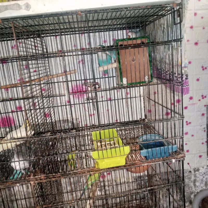 cockatiel and austrilian breeder pairs — photo 3