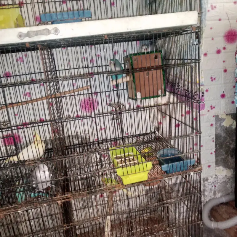 cockatiel and austrilian breeder pairs — photo 4