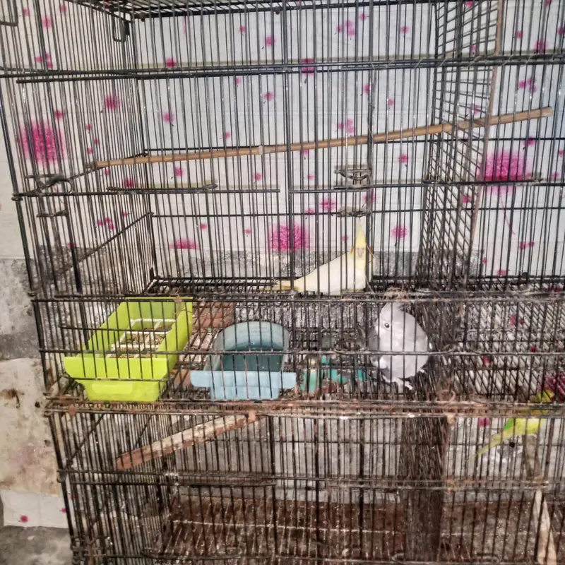 cockatiel and austrilian breeder pairs — photo 5