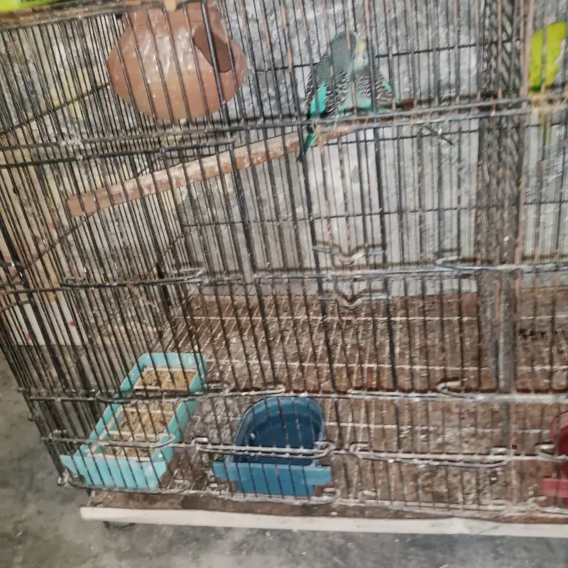 cockatiel and austrilian breeder pairs — photo 6
