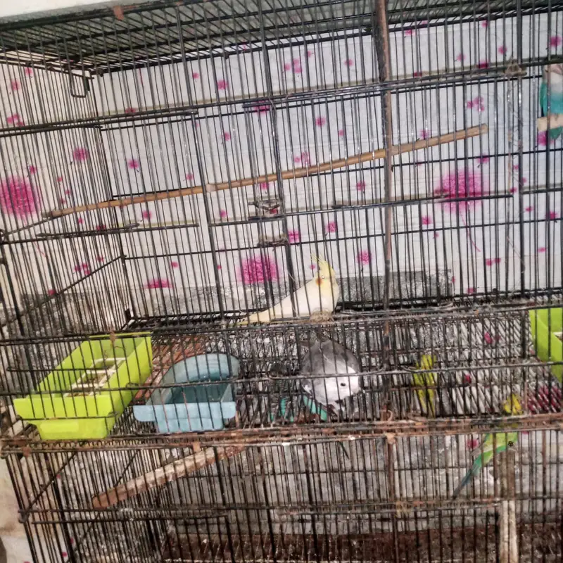 cockatiel and austrilian breeder pairs — photo 7