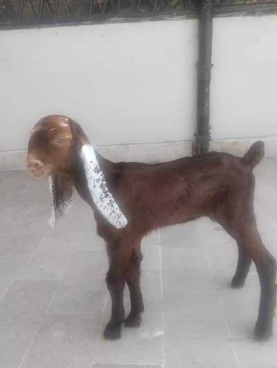 cute goat ka bacha