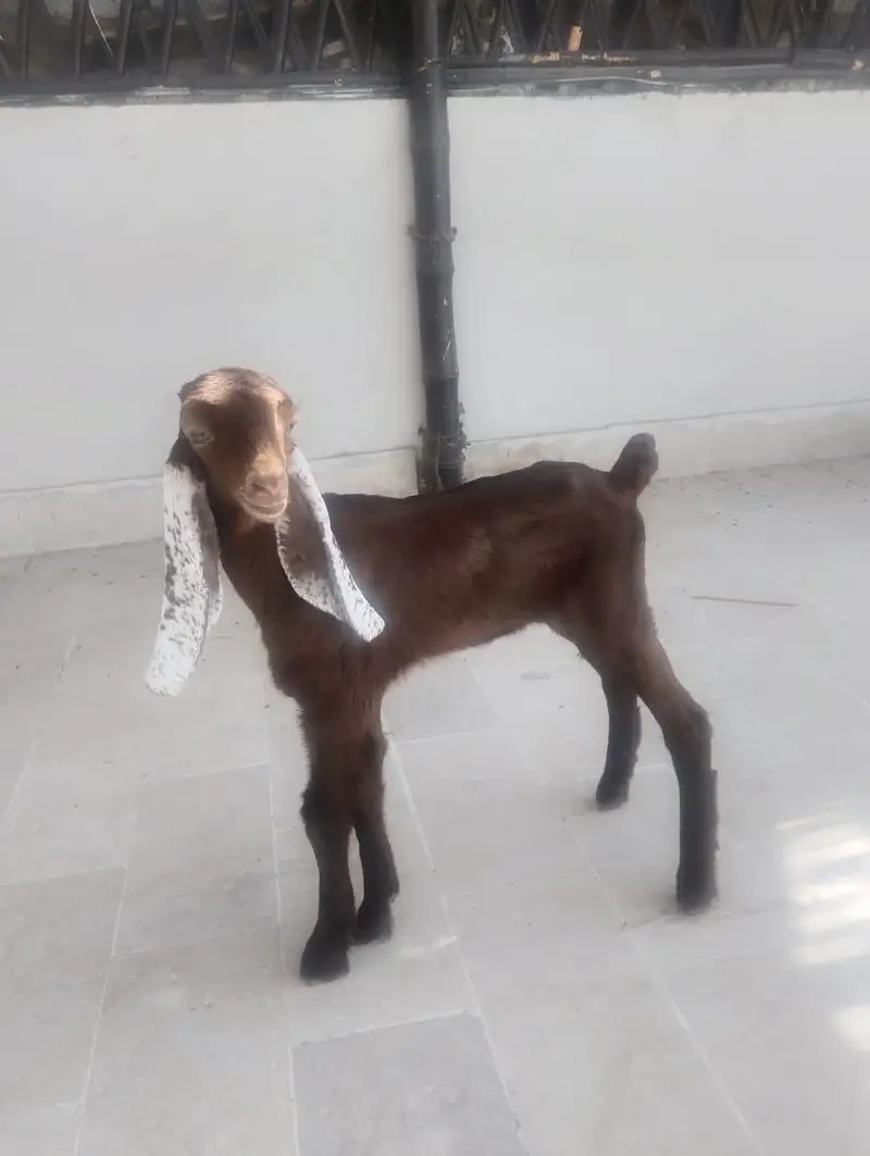 cute goat ka bacha — photo 2