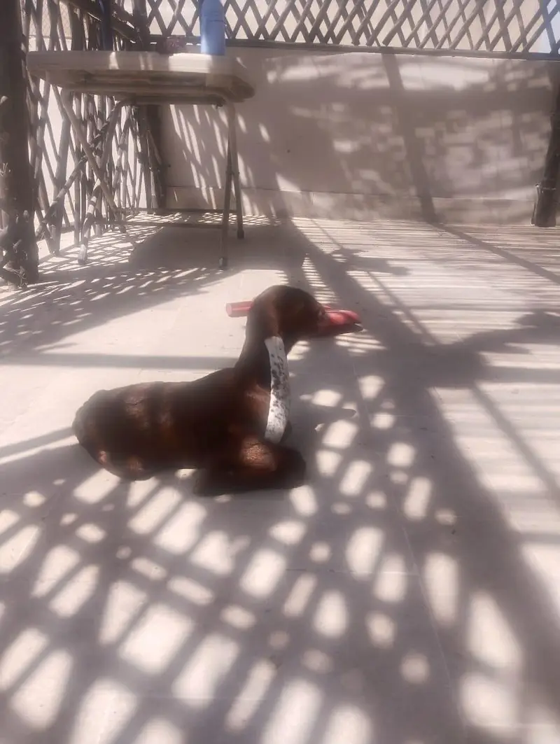 cute goat ka bacha — photo 4