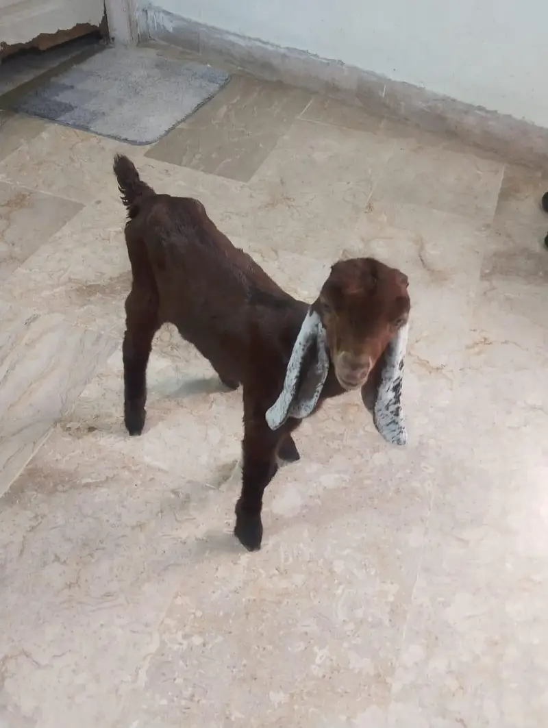 cute goat ka bacha — photo 5