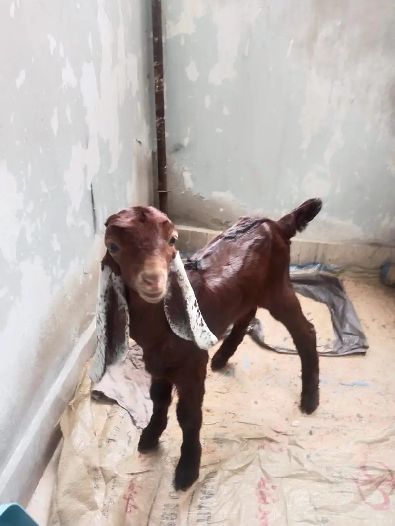 cute goat ka bacha — photo 6