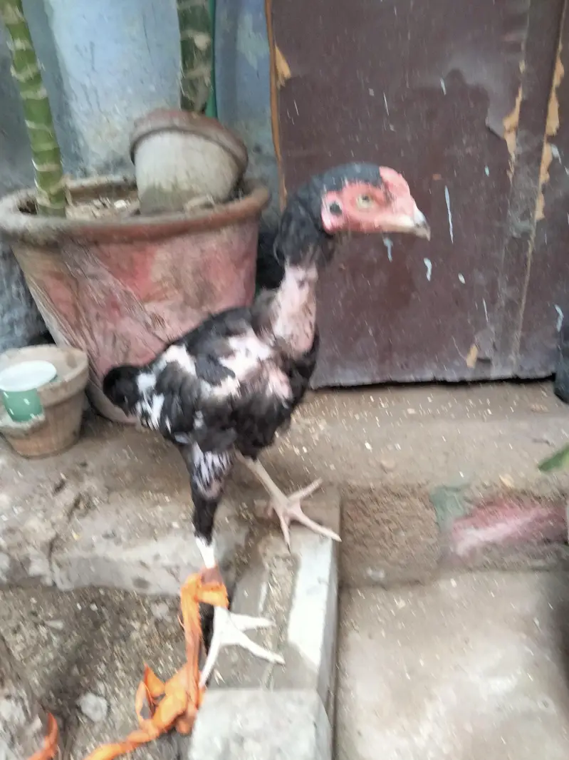 mushka phata — photo 2