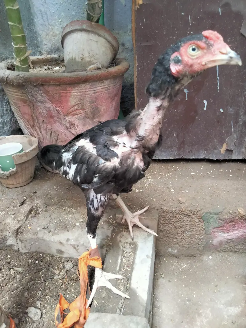 mushka phata — photo 3