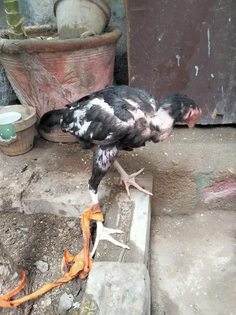 mushka phata — photo 4