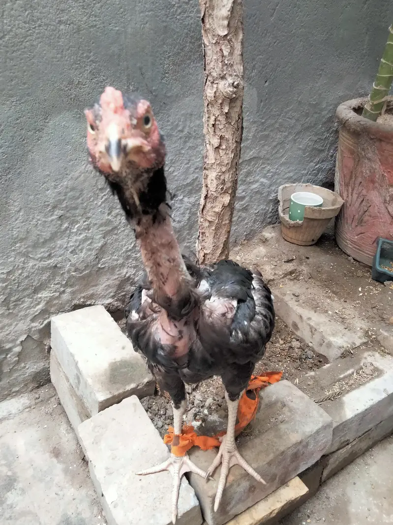 mushka phata — photo 5