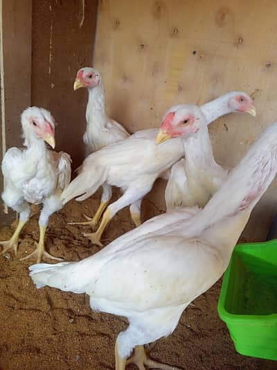 white Shamo chick 03259487092