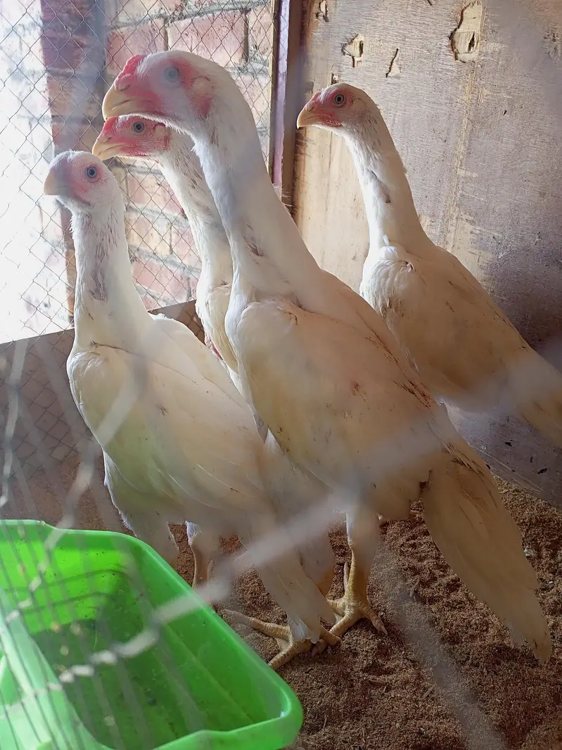 white Shamo chick 03259487092 — photo 2