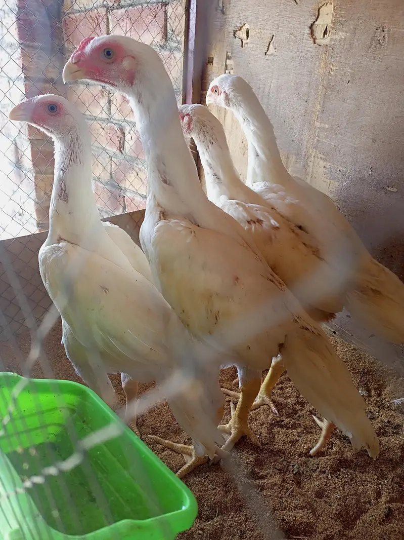 white Shamo chick 03259487092 — photo 3