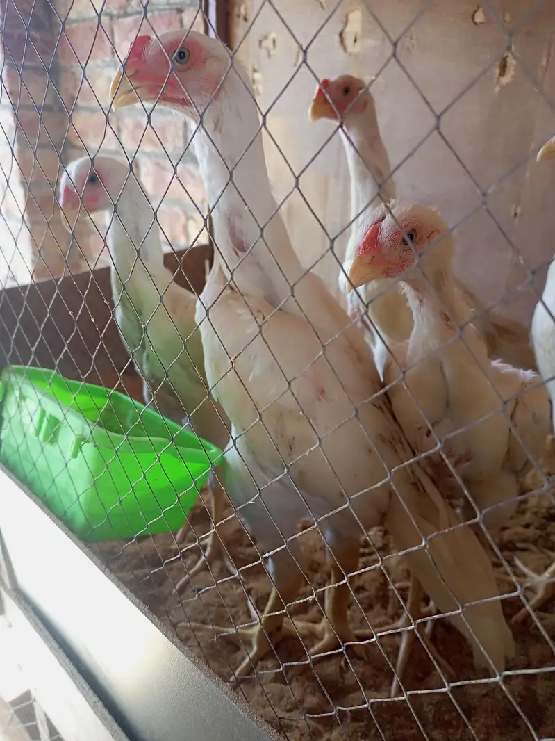 white Shamo chick 03259487092 — photo 4