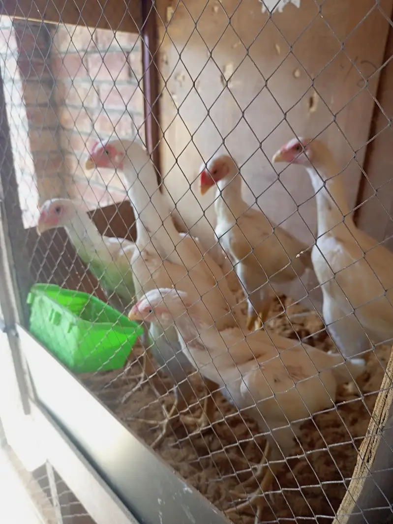 white Shamo chick 03259487092 — photo 5