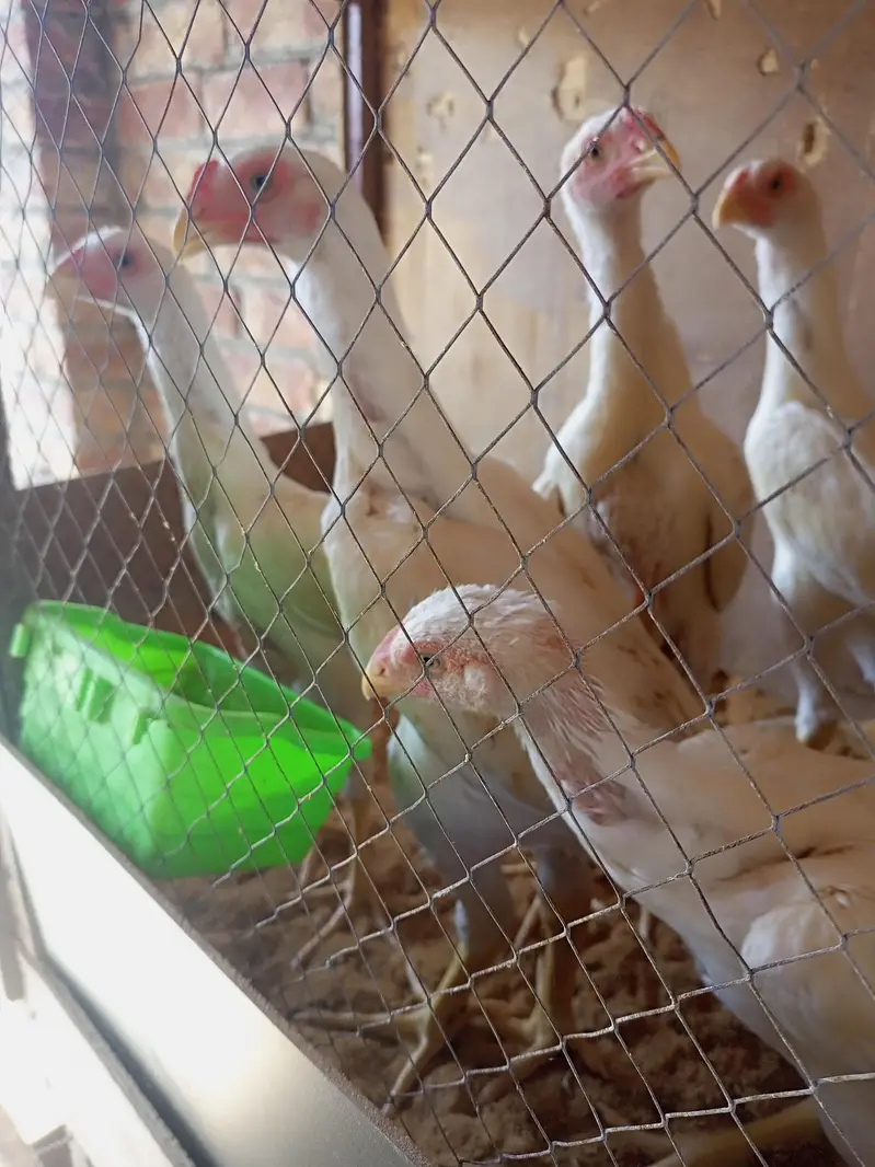 white Shamo chick 03259487092 — photo 6