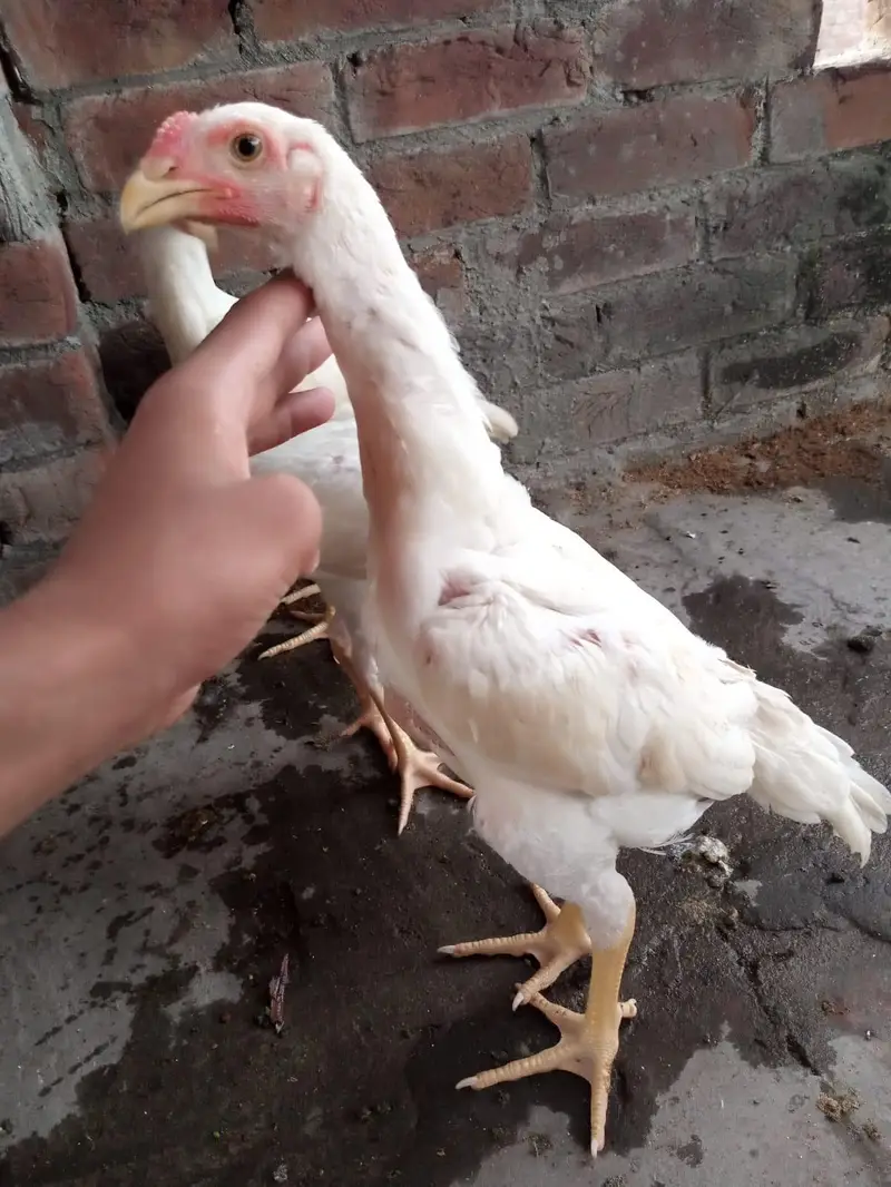 white Shamo chick 03259487092 — photo 7