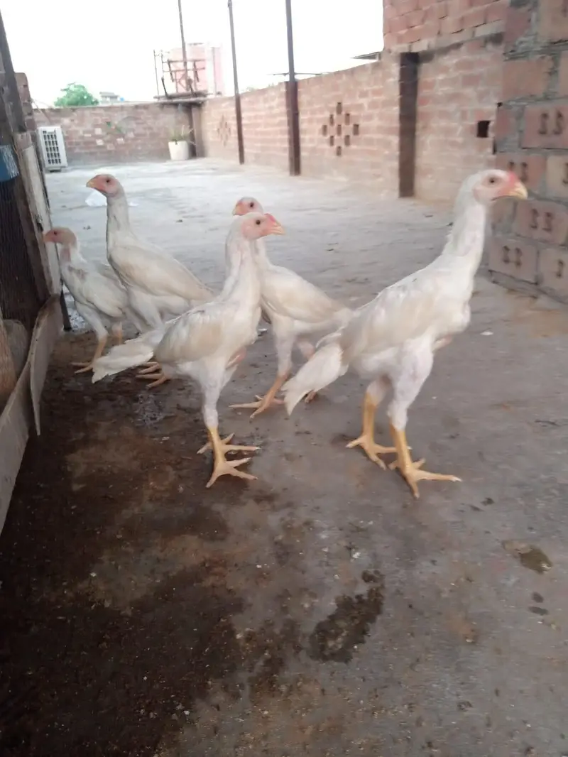 white Shamo chick 03259487092 — photo 8
