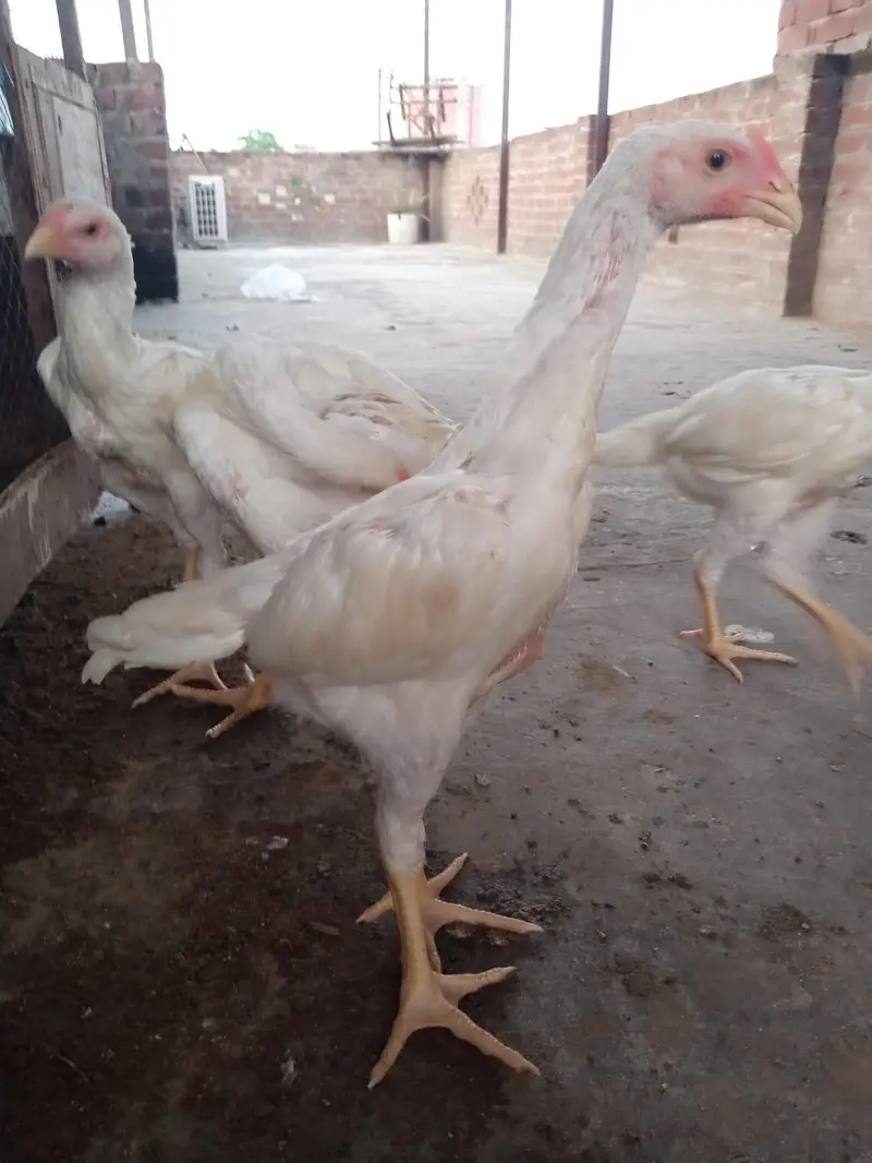 white Shamo chick 03259487092 — photo 9