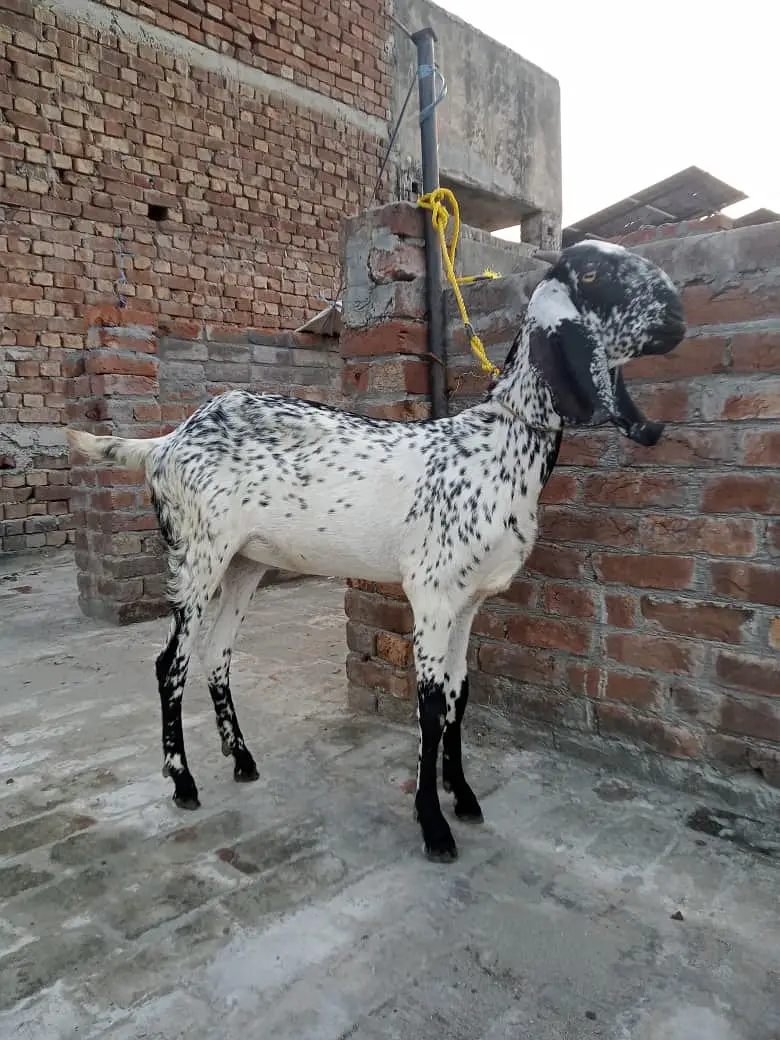 12 Months age Dondi fresh — photo 2