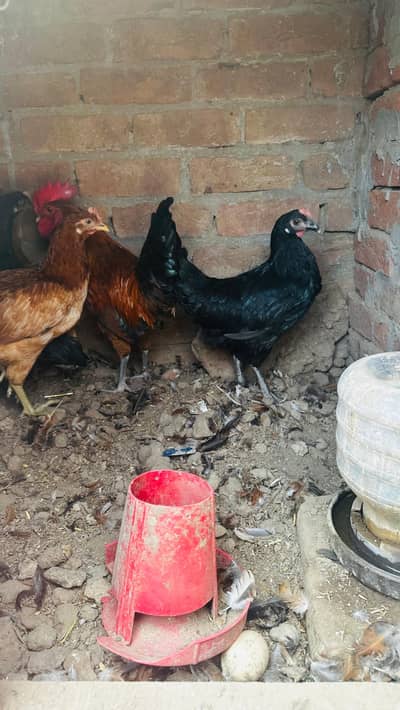dasi golden misri murgi starter or three astrulop murgia 1 murga