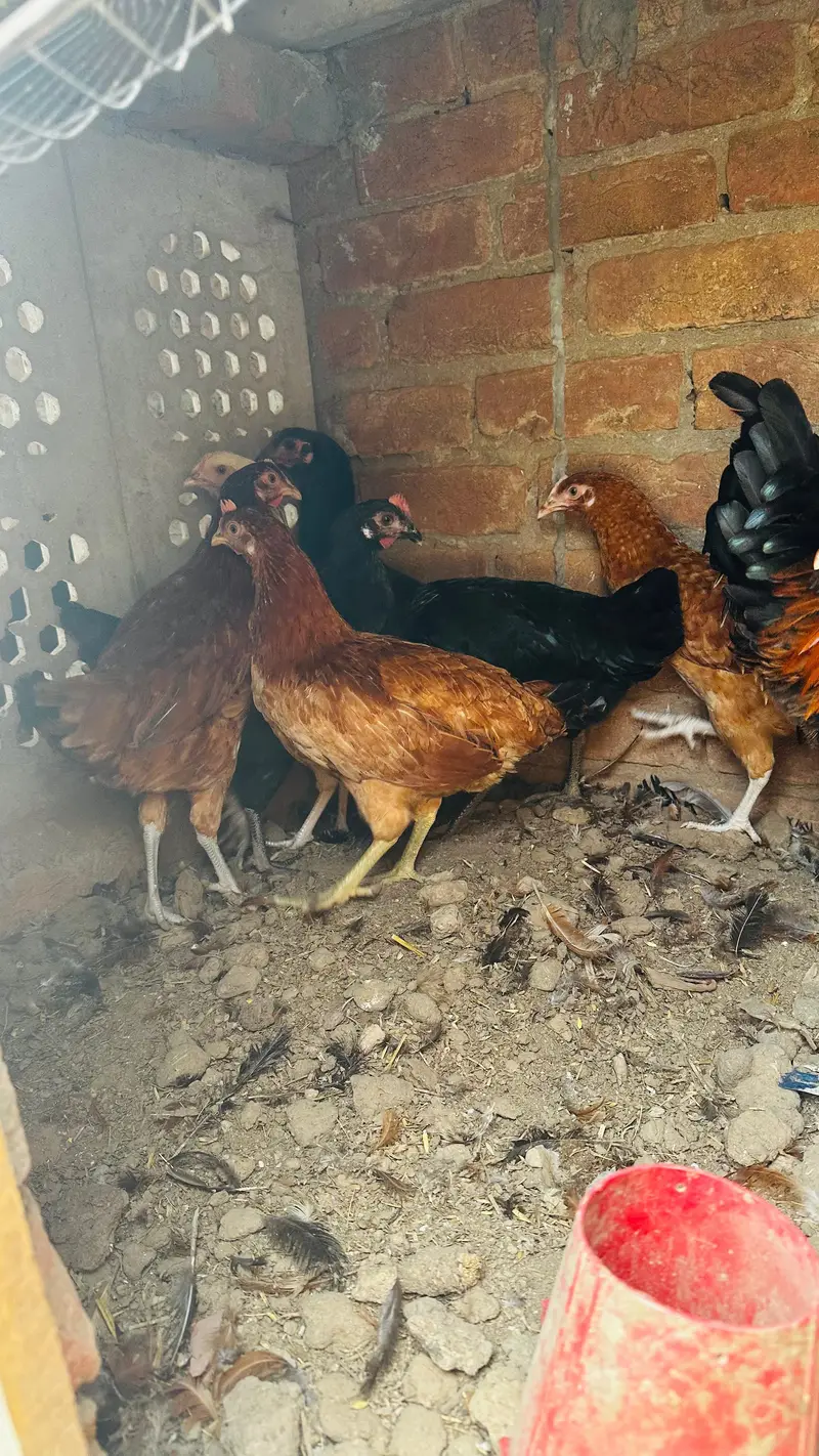 dasi golden misri murgi starter or three astrulop murgia 1 murga — photo 2