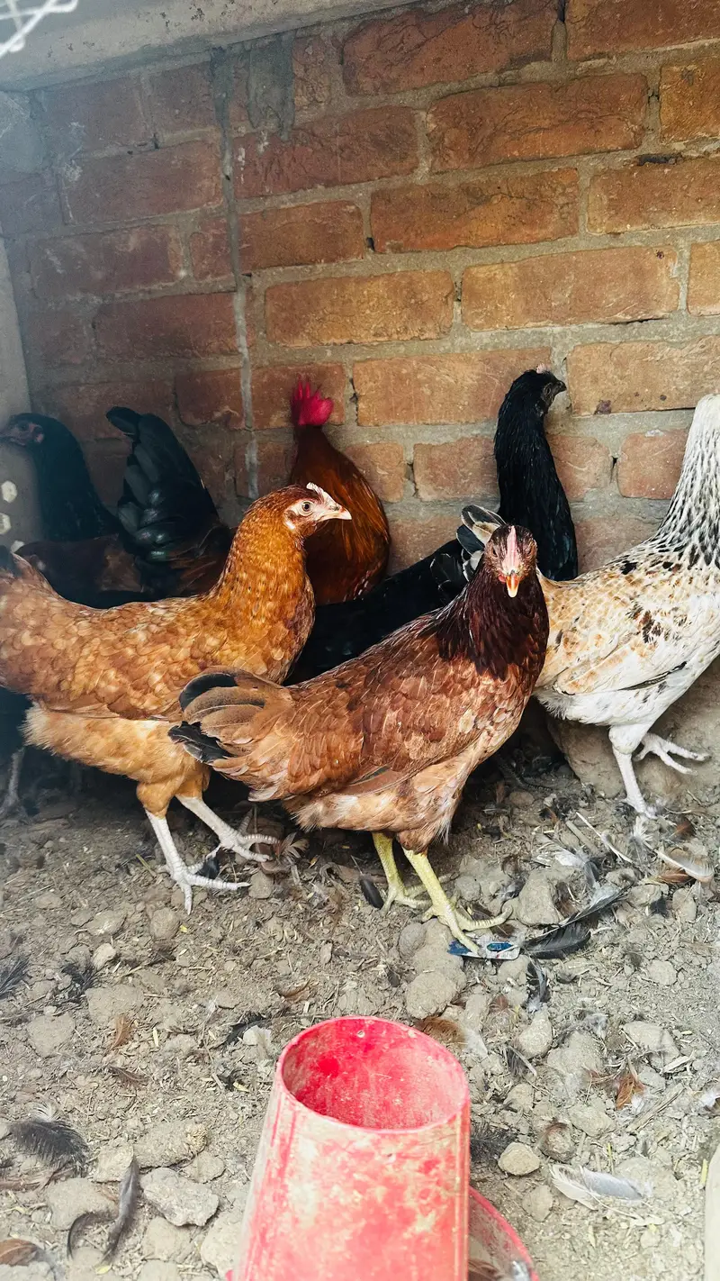 dasi golden misri murgi starter or three astrulop murgia 1 murga — photo 3