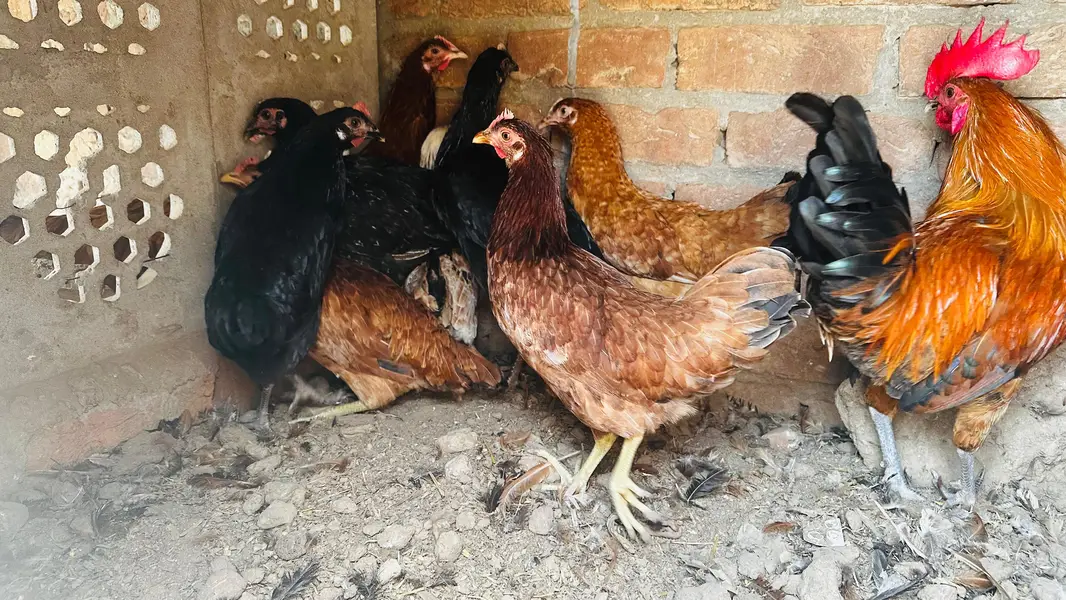 dasi golden misri murgi starter or three astrulop murgia 1 murga — photo 4