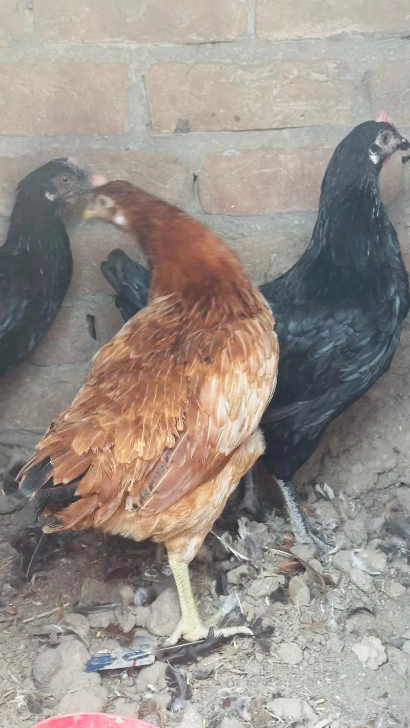 dasi golden misri murgi starter or three astrulop murgia 1 murga — photo 5