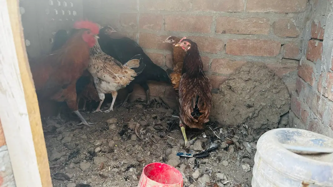 dasi golden misri murgi starter or three astrulop murgia 1 murga — photo 6