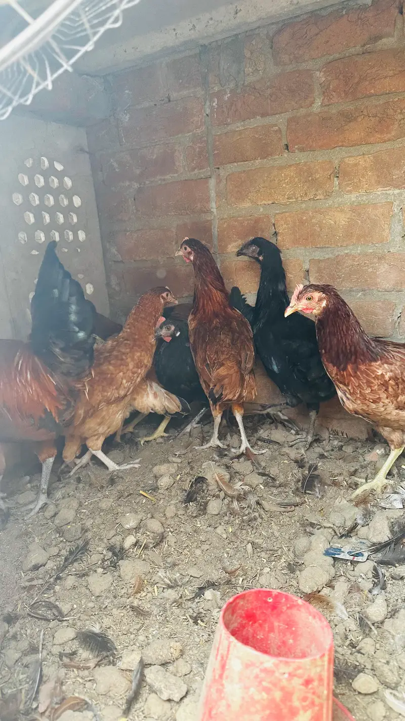 dasi golden misri murgi starter or three astrulop murgia 1 murga — photo 7