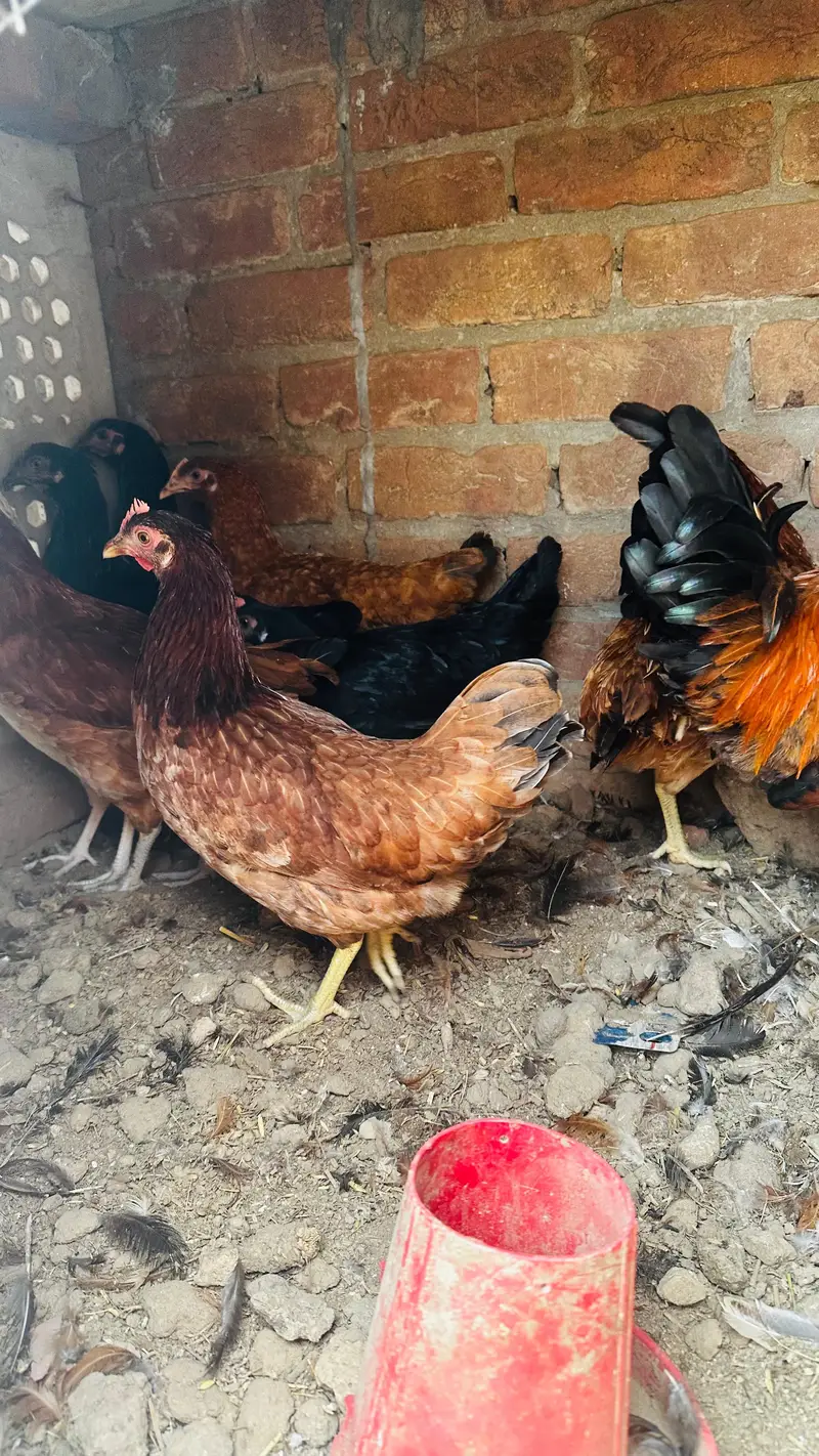 dasi golden misri murgi starter or three astrulop murgia 1 murga — photo 8