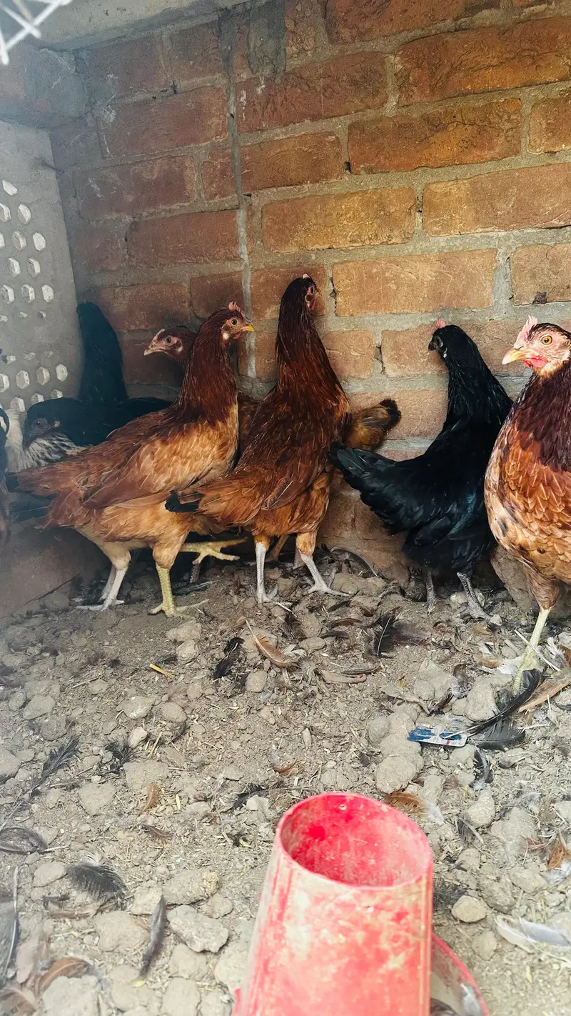 dasi golden misri murgi starter or three astrulop murgia 1 murga — photo 9