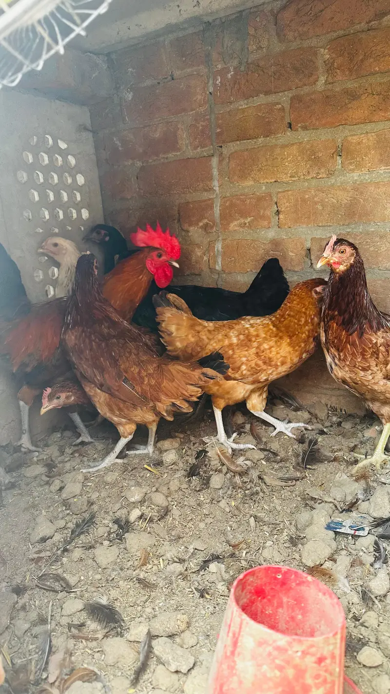 dasi golden misri murgi starter or three astrulop murgia 1 murga — photo 10