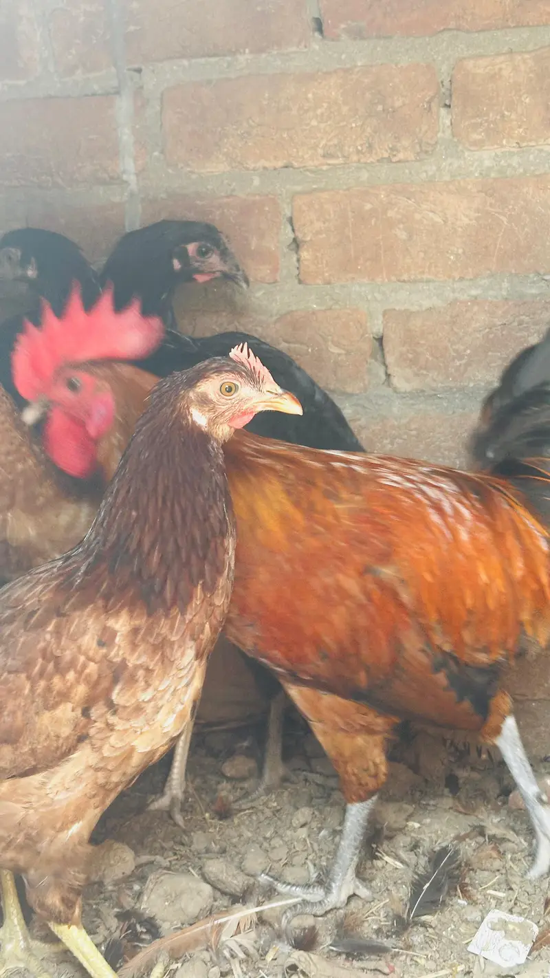 dasi golden misri murgi starter or three astrulop murgia 1 murga — photo 11