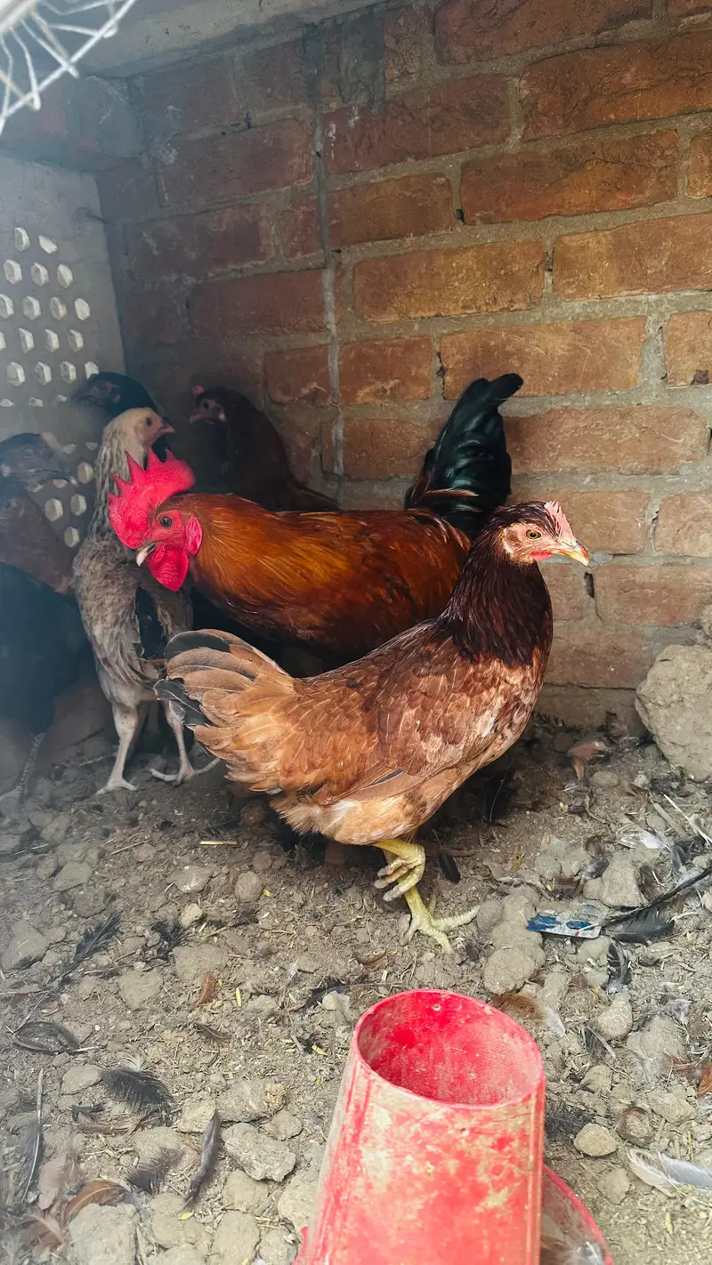 dasi golden misri murgi starter or three astrulop murgia 1 murga — photo 12