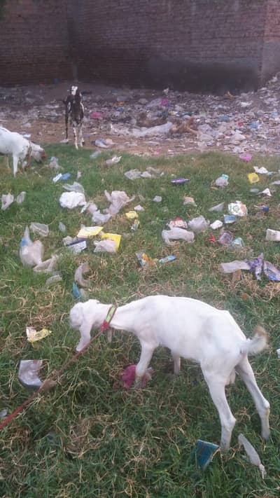 Top Quality Bakra