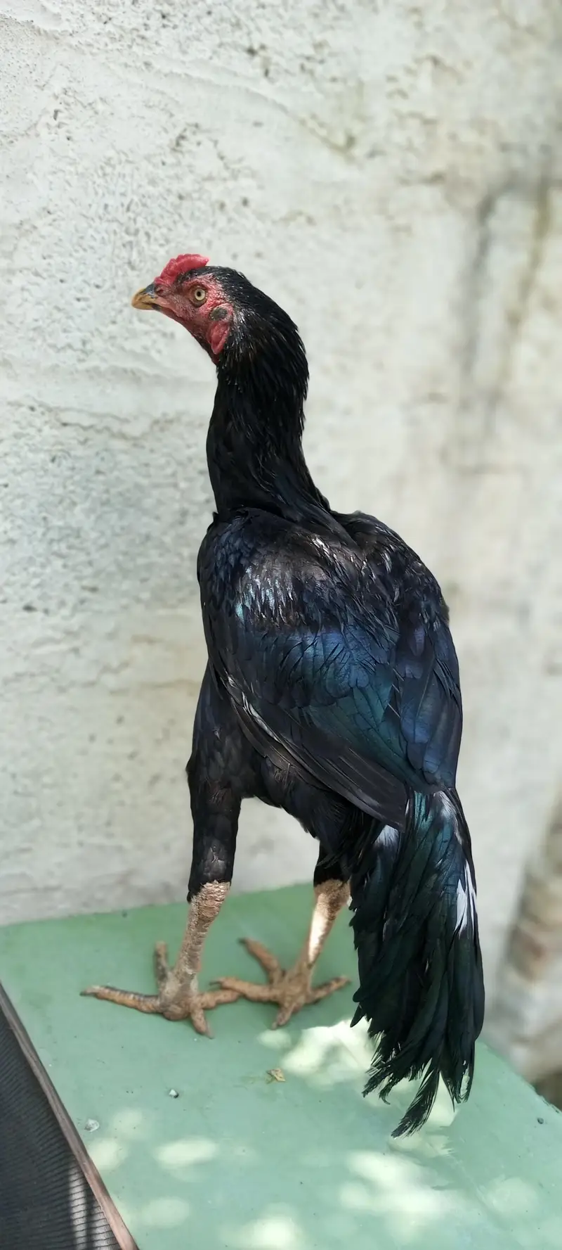 Pure Lasani 0317"" "" 57"" "52" "175 — photo 5