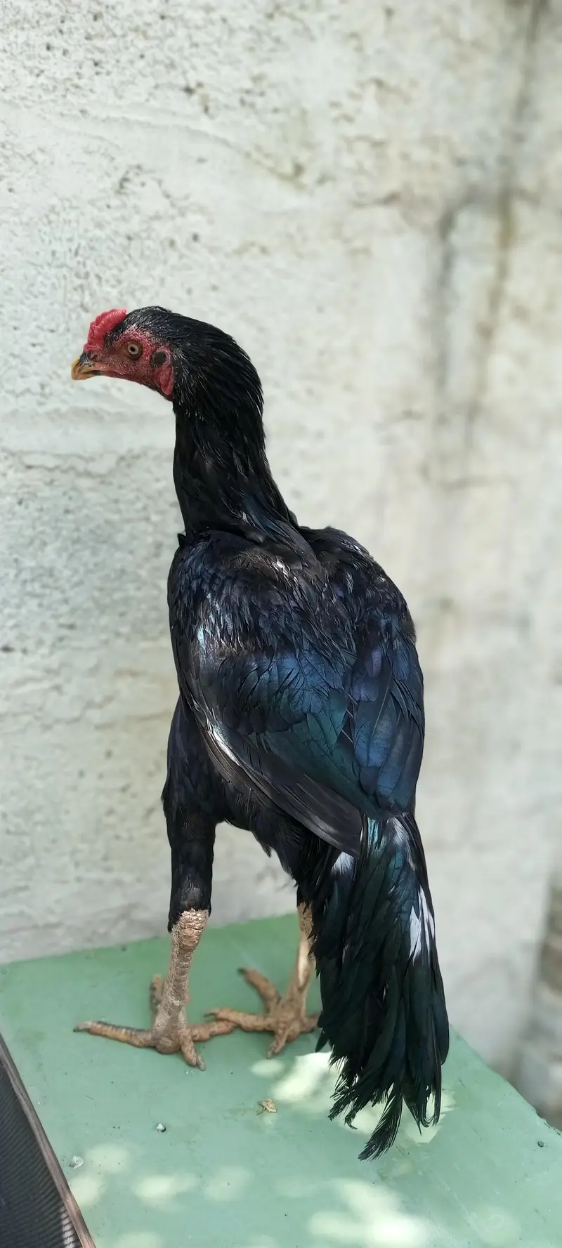 Pure Lasani 0317"" "" 57"" "52" "175 — photo 7